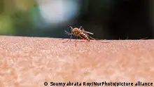 An adult female Anopheles mosquito bites a human body to begin its blood meal at Tehatta, West Bengal; India on 24/02/2023. Part of the genus Anopheles, the mosquitoes are capable of carrying and transmitting one of the five single-celled parasite species that cause malaria. Researchers looked at a dataset spanning from 1898 to 2016 and found malaria-carrying Anopheles mosquitoes' territory grew southward by an average of about 310 miles during that 118-year time span. According to WHO's latest World malaria report, there were an estimated 241 million malaria cases and 627 000 malaria deaths worldwide in 2020. (Photo by Soumyabrata Roy/NurPhoto)