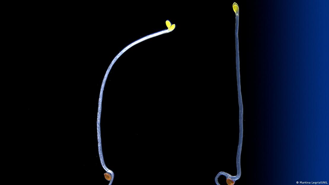 Thale cress plants reacting to light in a lab; one "normal" and one "mutated" as described in the article