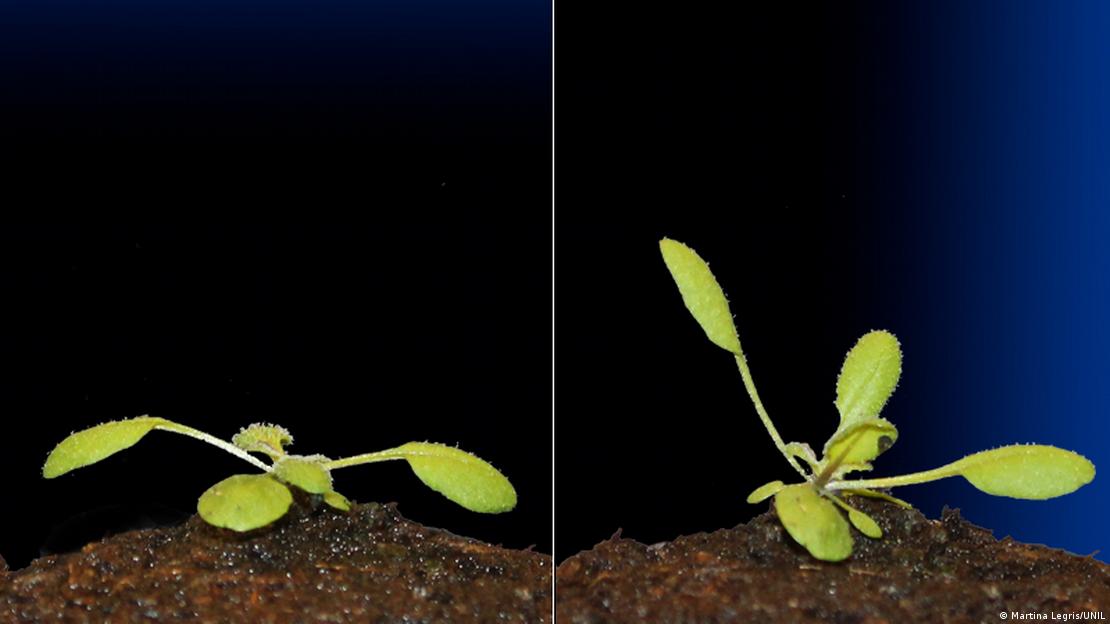 Thale cress plants reacting to light in a laboratory: the one of the right grows at an angle towards to light