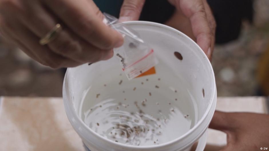 Fighting mosquitoes with mosquitoes – DW – 11/24/2023