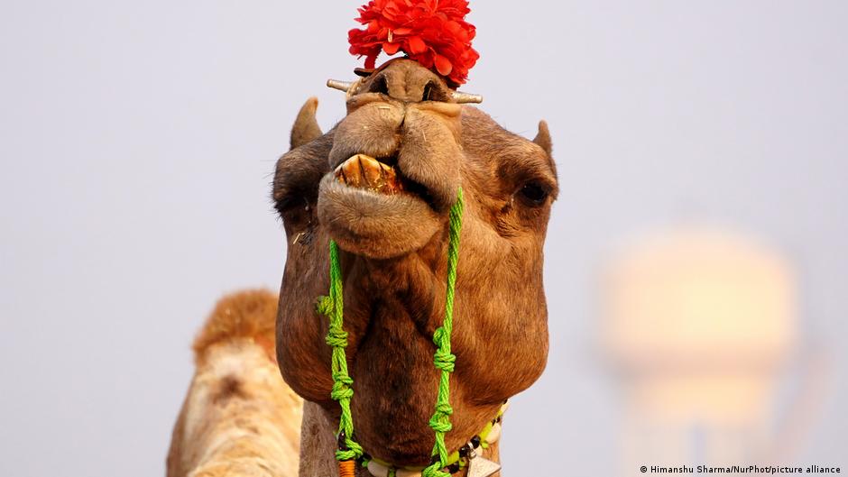 India: Of costumes and camels in Pushkar – DW – 11/28/2023 - Vimarsana News