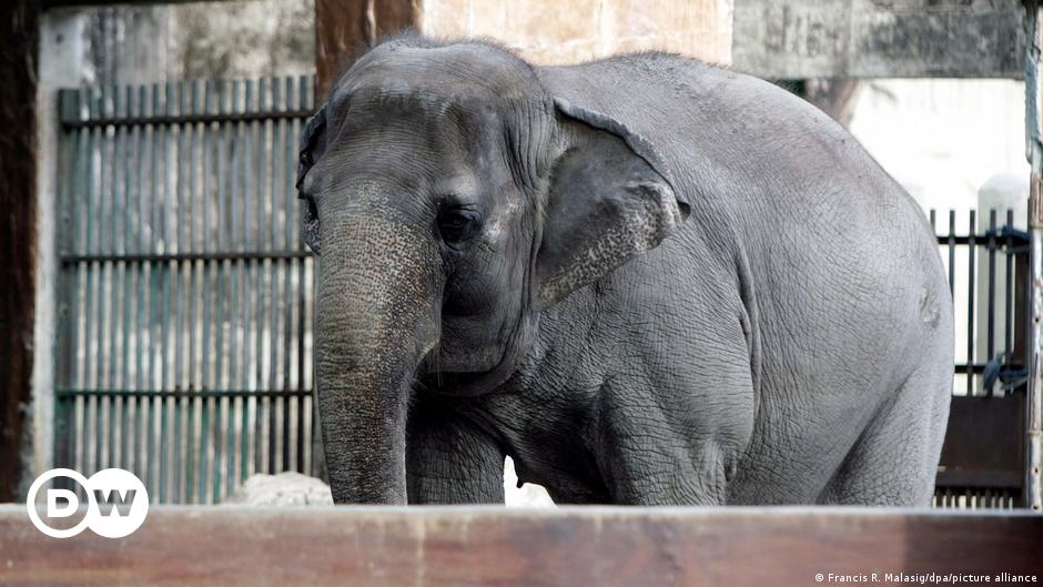 Philippines' elephant Mali dies after decades alone