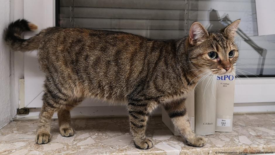 Missing cat Lucky returns home after being lost for a year