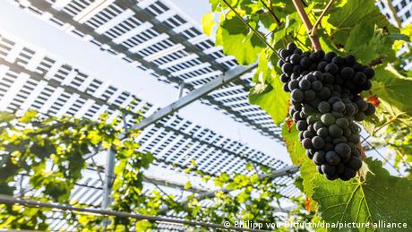 Schutz vor Sonne und Starkregen: Photovoltaik-Anlage über Weinreben bei Freiburg