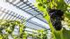 A view on grapes with semi-transparent photovoltaic films A view on grapes with semi-transparent photovoltaic films