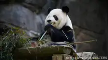 Xi Lun, the giant panda that China loaned to Zoo Atlanta, sits in its enclosure in Atlanta, Georgia, U.S., December 7, 2023.  REUTERS/Megan Varner TPX IMAGES OF THE DAY 