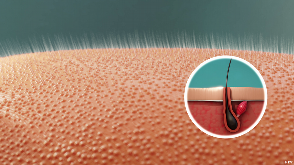 Why do we have hair? DW 08/18/2023