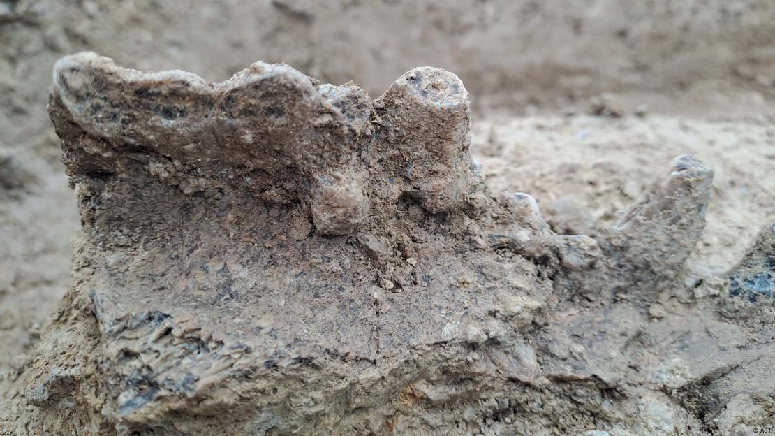 En el sitio arqueológico fueron encontrados otros restos como esta pieza de mandíbula de una hiena. En el sitio arqueológico fueron encontrados otros restos como esta pieza de mandíbula de una hiena.