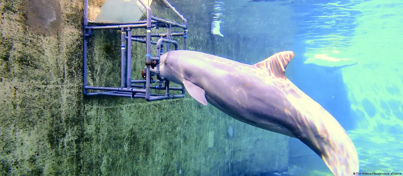 Estudio revela que delfines mulares tienen \, image size:1408x616