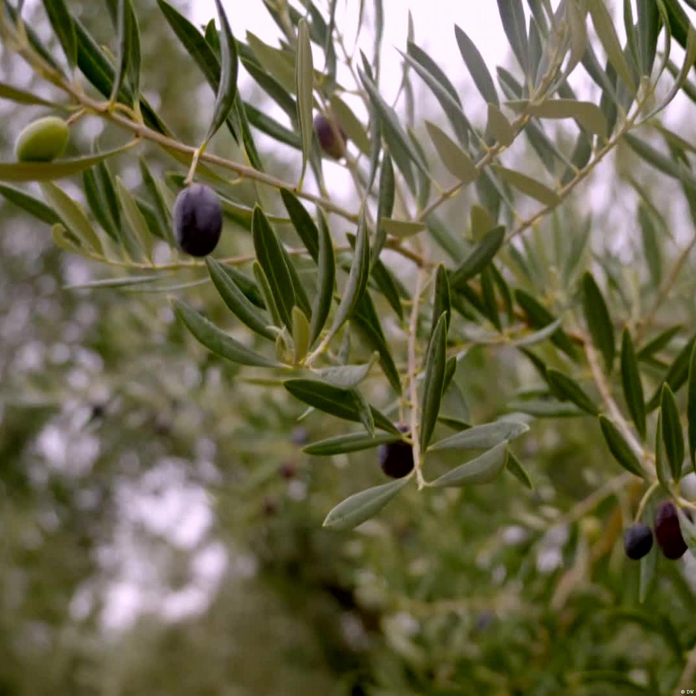 Spanien – Olivenbauern in der Krise