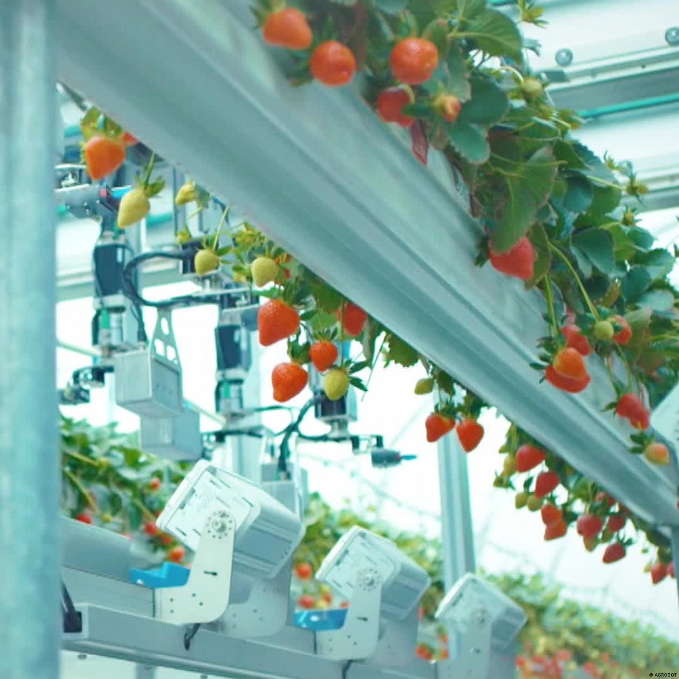 Digitale Landwirtschaft – Roboter im Ernteeinsatz