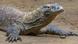 Indonesien Komodowaran Indonesien Komodowaran