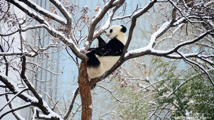 北京动物园的大熊猫萌兰爬上积雪的树杈