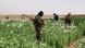 Landwirte zerstören unter der Aufsicht von Beamten ihre Schlafmohnblüten, Kandahar, März 2023 Landwirte zerstören unter der Aufsicht von Beamten ihre Schlafmohnblüten, Kandahar, März 2023
