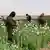 Farmers and authorities destroy blooming poppy crops in Kandahar, Afghanistan on March 18, 2023.