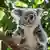 Koala.