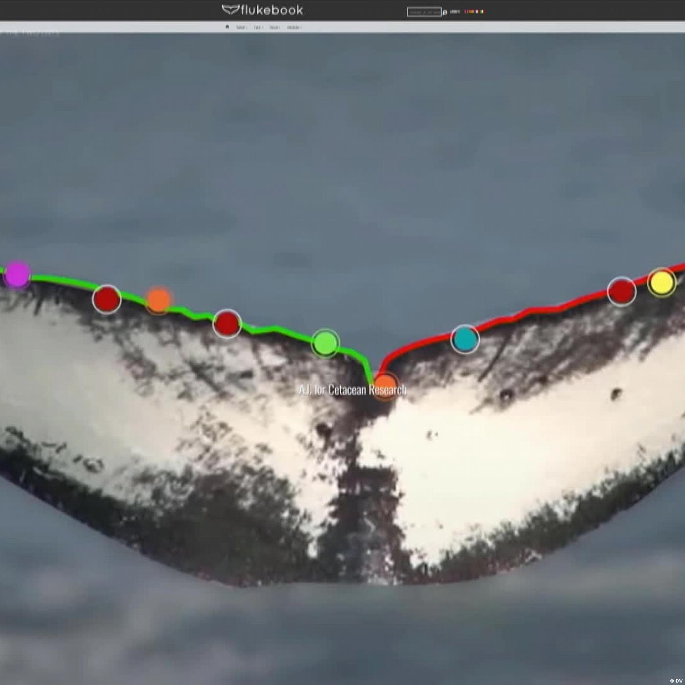 Wildlife Insights: reconocimiento de imágenes por IA Wildlife Insights: reconocimiento de imágenes por IA