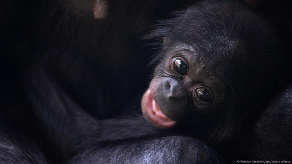 bonobo vs humano