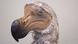Imagen en primer plano de la cabeza de un Dodo de Mauricio disecado. Imagen en primer plano de la cabeza de un Dodo de Mauricio disecado.