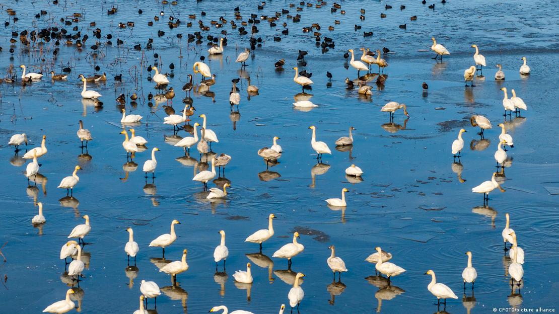 Un gran número de cisnes en un estanque de lotos en la ciudad de Xinghua, provincia de Jiangsu, China.