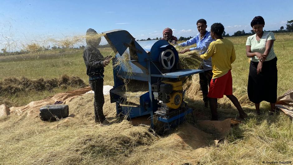 ጤፍ ወይስ ስንዴ? የአርሲ ገበሬዎች ጤፍ ወይስ ስንዴ? የአርሲ ገበሬዎች