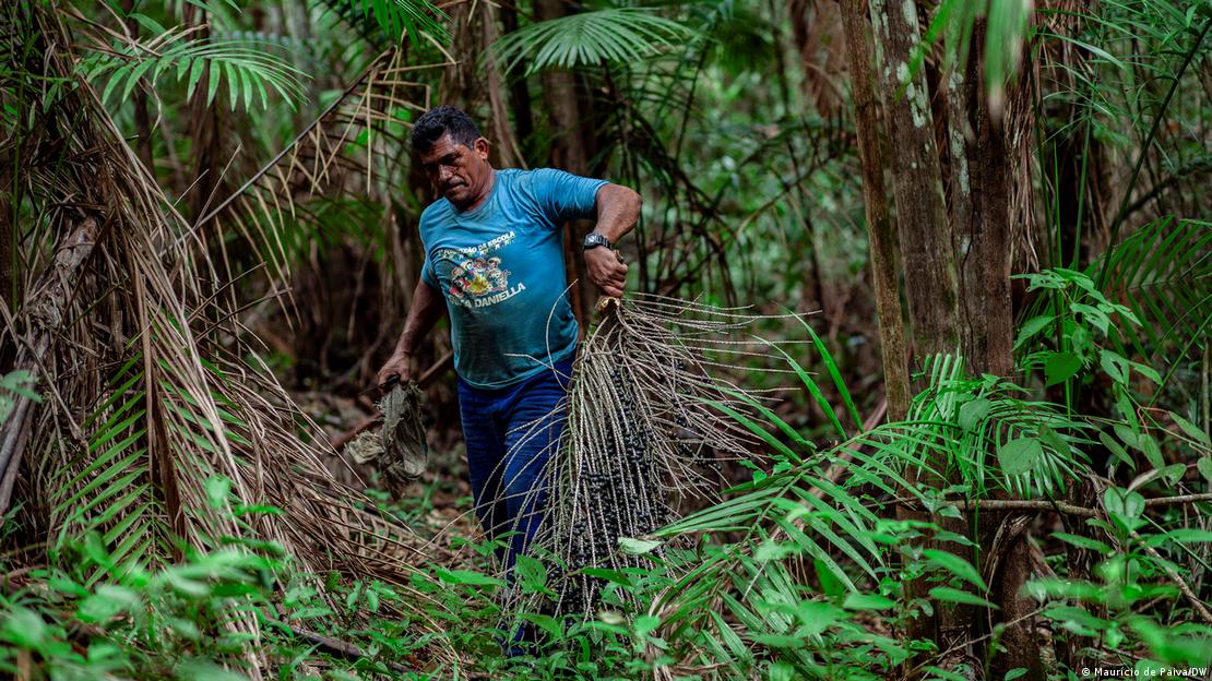 Produtor de açaí retira um cacho da fruta da palmeira