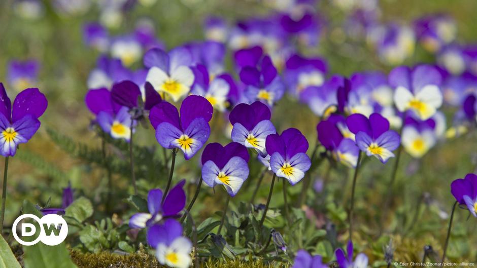 Insektensterben: Bestäuben sich Blumen künftig selber?