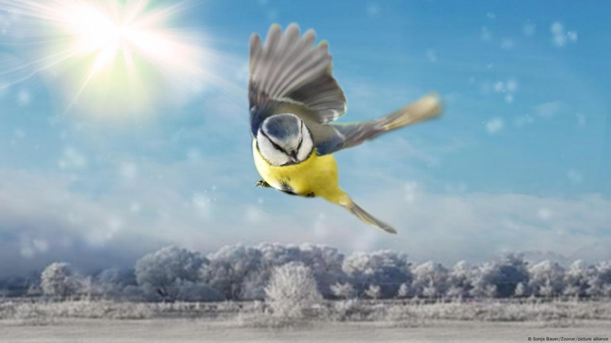 Какие птицы зимуют в Германии – DW – 12.01.2024