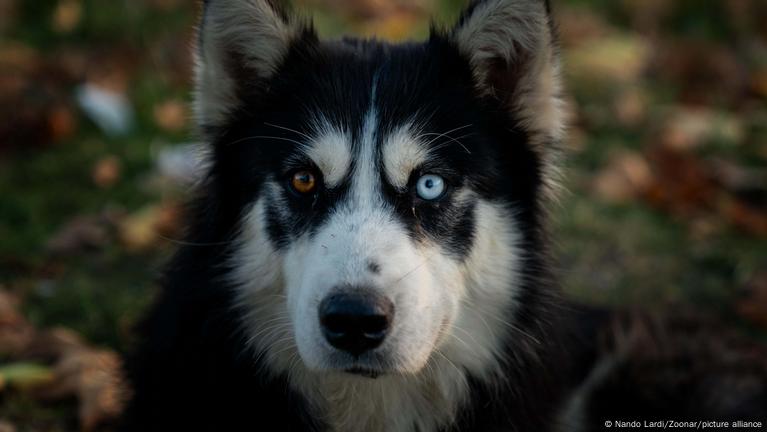 ¿Por Qué La Mayoría De Los Perros Tienen Los Ojos Castaños? – DW – 20 ...