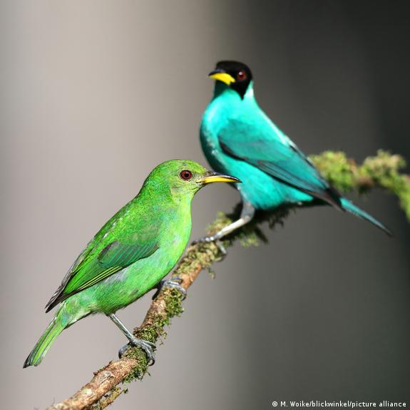 Voyaga etgan sochli porno rasmlar