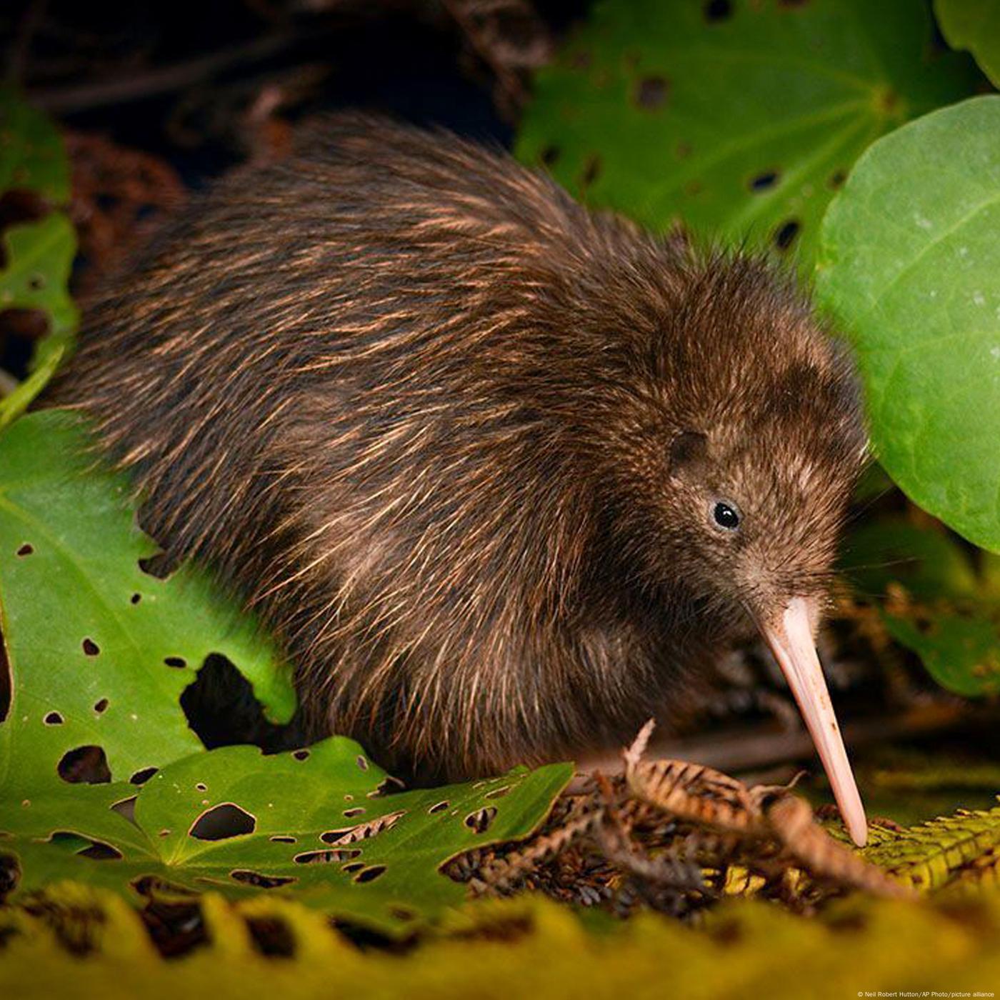 Saving the kiwi: Protecting New Zealand's national bird