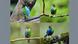 A imagem mostra quatro fotos de um pássaro metade azul, metade verde, com características de macho e fêmea. A imagem mostra quatro fotos de um pássaro metade azul, metade verde, com características de macho e fêmea.
