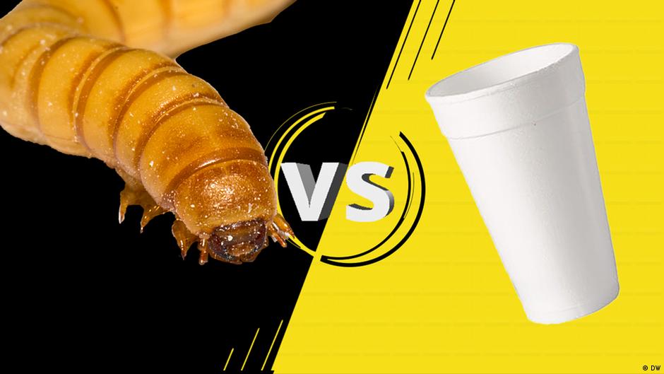 Bugs that eat plastic DW 12/28/2023