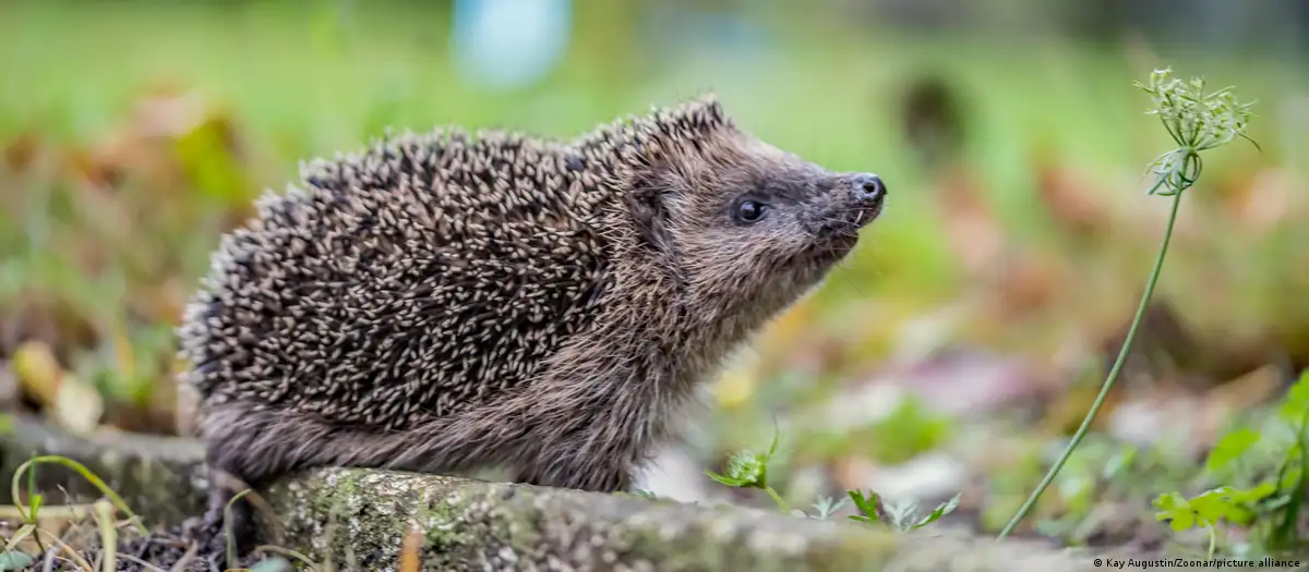 Germany news: Hedgehog triggers police alert