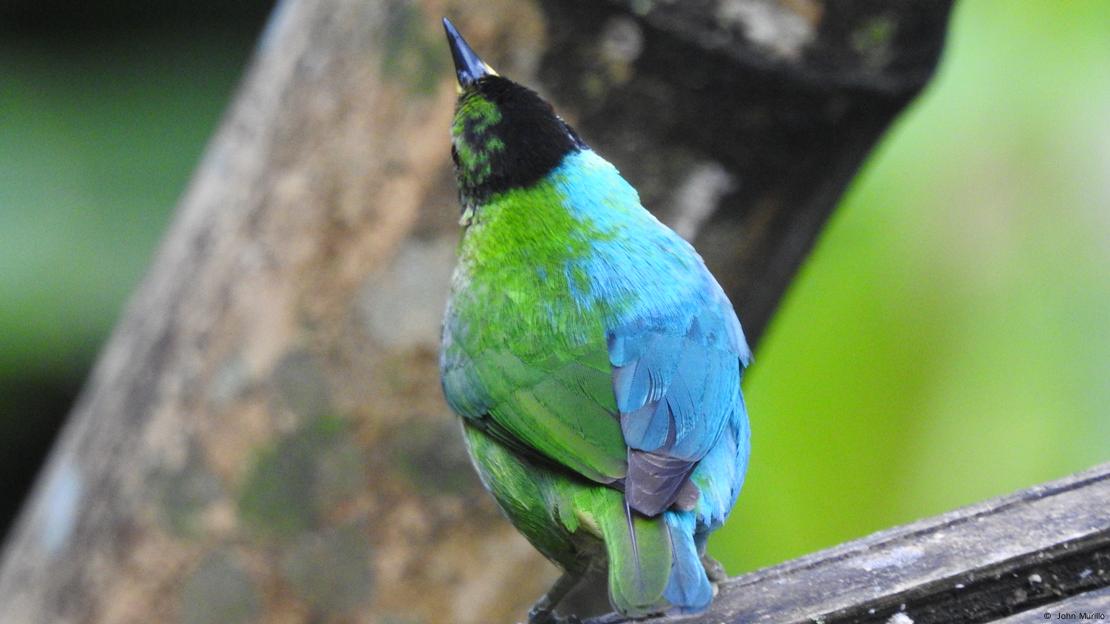 Mielero verde de espaldas. Mielero verde de espaldas.