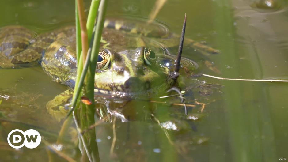 France's Frog Leg Delicacy Stirs Up Controversy – Dw – 01 11 2024