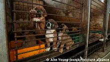 Dogs are seen in a cage at a dog farm in Pyeongtaek, South Korea, Tuesday, June 27, 2023. Dog meat consumption, a centuries-old practice on the Korean Peninsula, isn't explicitly prohibited or legalized in South Korea. But more and more people want it banned, and there's increasing public awareness of animal rights and worries about South Korea’s international image. (AP Photo/Ahn Young-joon)