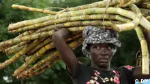 How conflicts between Ghana's farmers and herdsmen could be resolved, reducing plastic pollution in Mozambique. Plus protecting a Guinean wetland from rising sea levels, and the 8th-century invention that could provide water for crops in Spain.
Kurzteaser: Resolving conflicts between Ghana's farmers and herders and the locals in Guinea protecting a wetland.