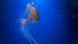 A jellyfish in the blue ocean A jellyfish in the blue ocean