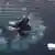 Buckelwale beim Füttern mit Blasennetzen 