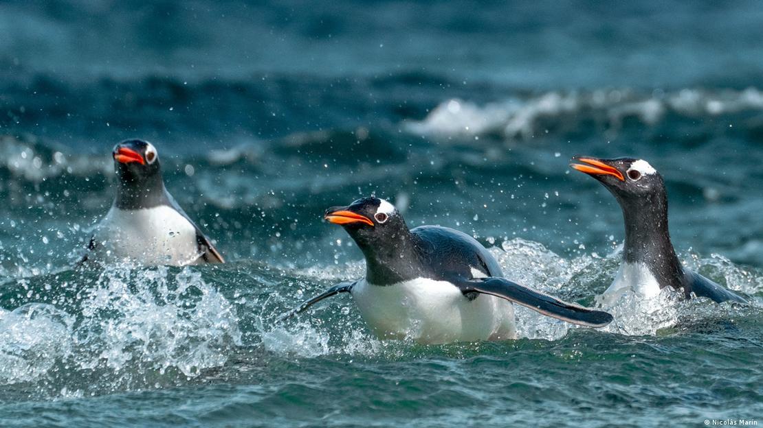 Foto de Nicolás Marín: pingüinos en las Islas Malvinas.