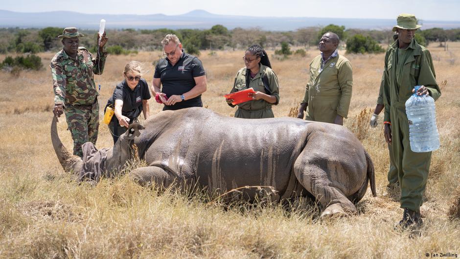 Curra: IVF may save white rhinos from extinction – DW – 01/24/2024 - Vimarsana News