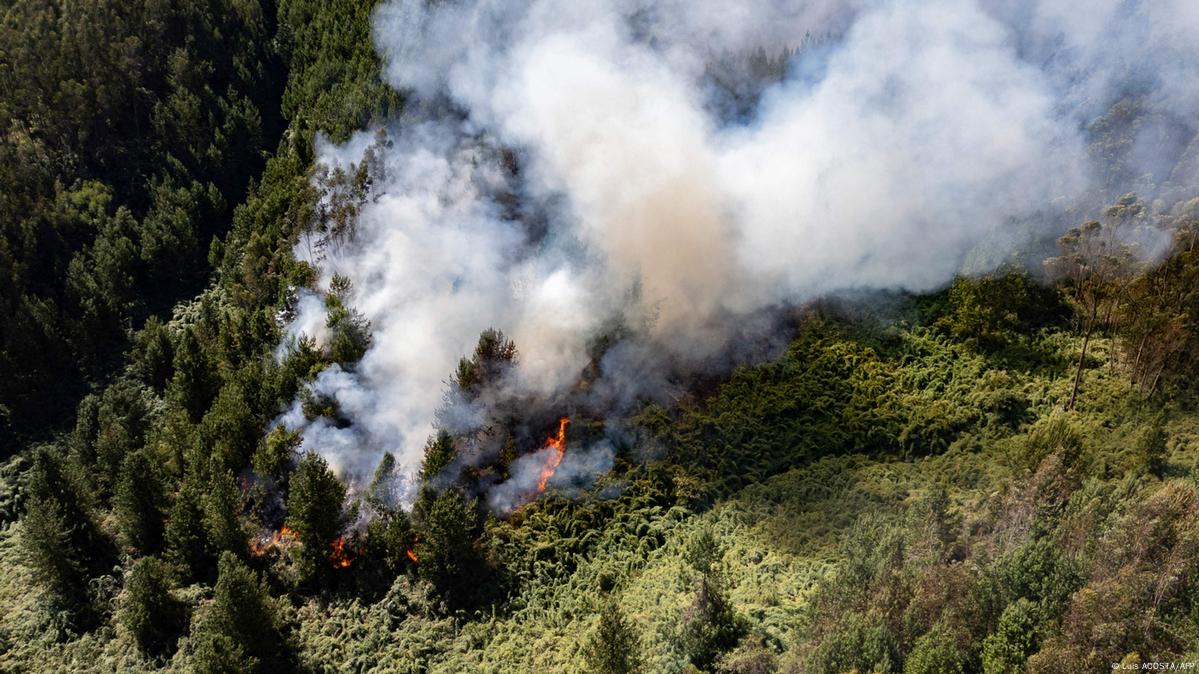 Alerta en Colombia por 31 incendios forestales activos DW 25/01/2024