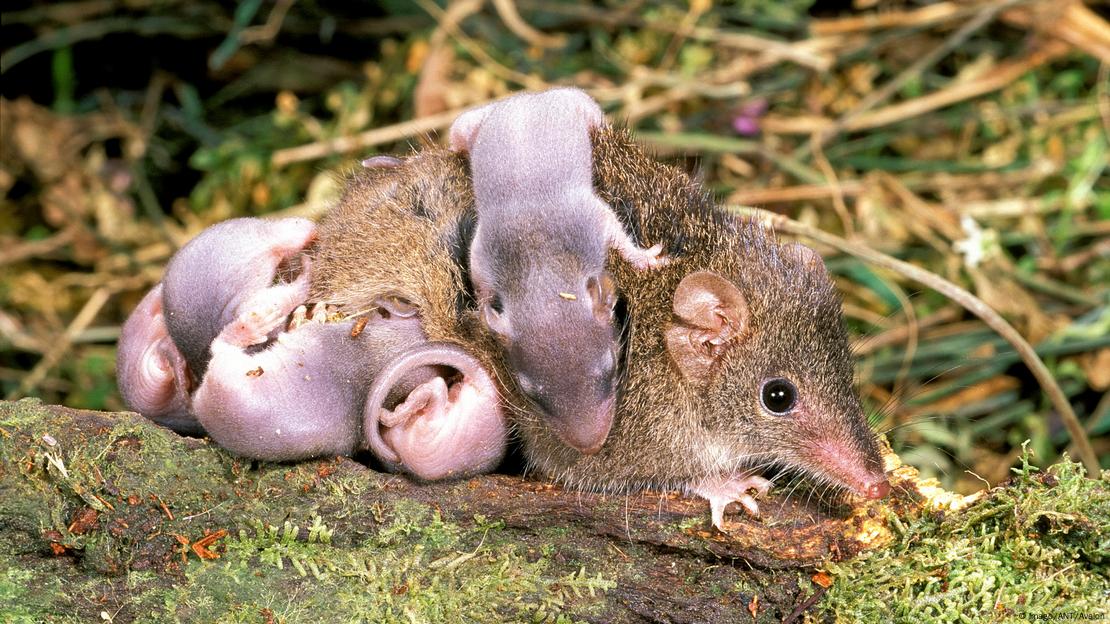 Antechinus. Antechinus.