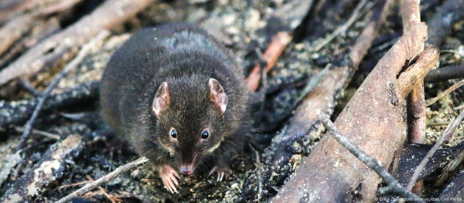 Vale tudo pela reprodução: os antechinus machos sacrificam boas horas de sono 