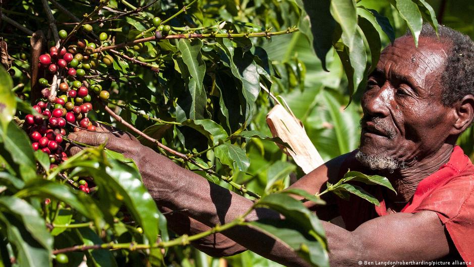 EU deforestation law means uncertainty for African coffee – DW – 01/28/2024 - Vimarsana News