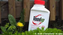 CHICAGO, ILLINOIS - MAY 14: Roundup weed killer is shown on May 14, 2019 in Chicago, Illinois. A jury yesterday ordered Monsanto, the maker of Roundup, to pay a California couple more than $2 billion in damages after finding that the weed killer had caused their cancer. This is the third jury to find Roundup had caused cancer since Bayer purchased Monsanto about a year ago. Bayer's stock price has fallen more than 40 percent since the takeover. (Photo Illustration by Scott Olson/Getty Images)