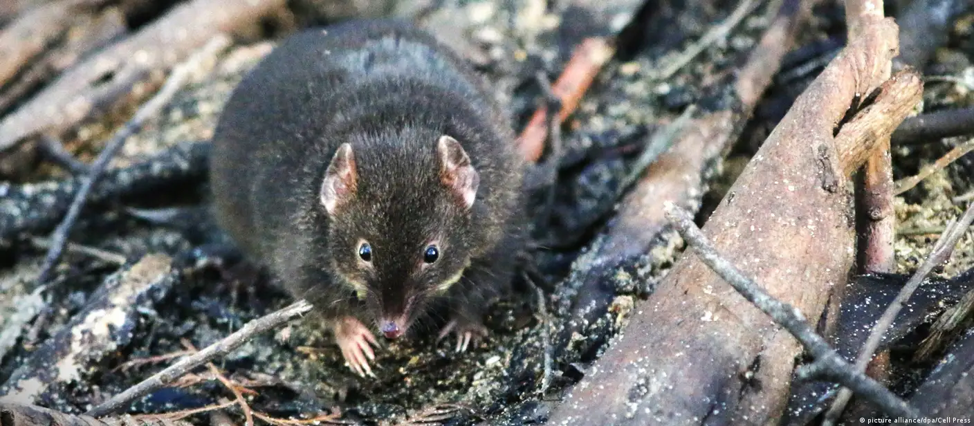 مرگ موش‌های کیسه‌دار پس از ساعت‌ها جفت‌گیری طاقت‌فرسا – DW – ۱۴۰۲۱۱۷