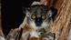 A close-up of a sportive lemur in a tree A close-up of a sportive lemur in a tree