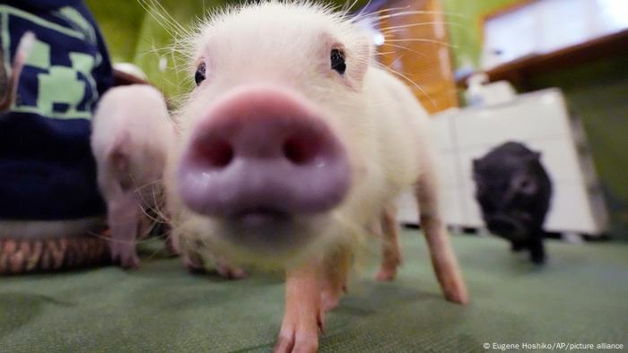 Cães ou porcos: qual animal percebe melhor os sentimentos humanos?